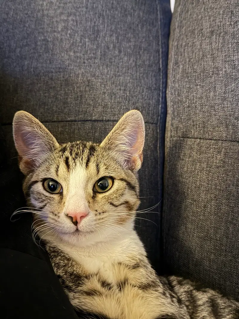 juniper, a male kitten up for adoption