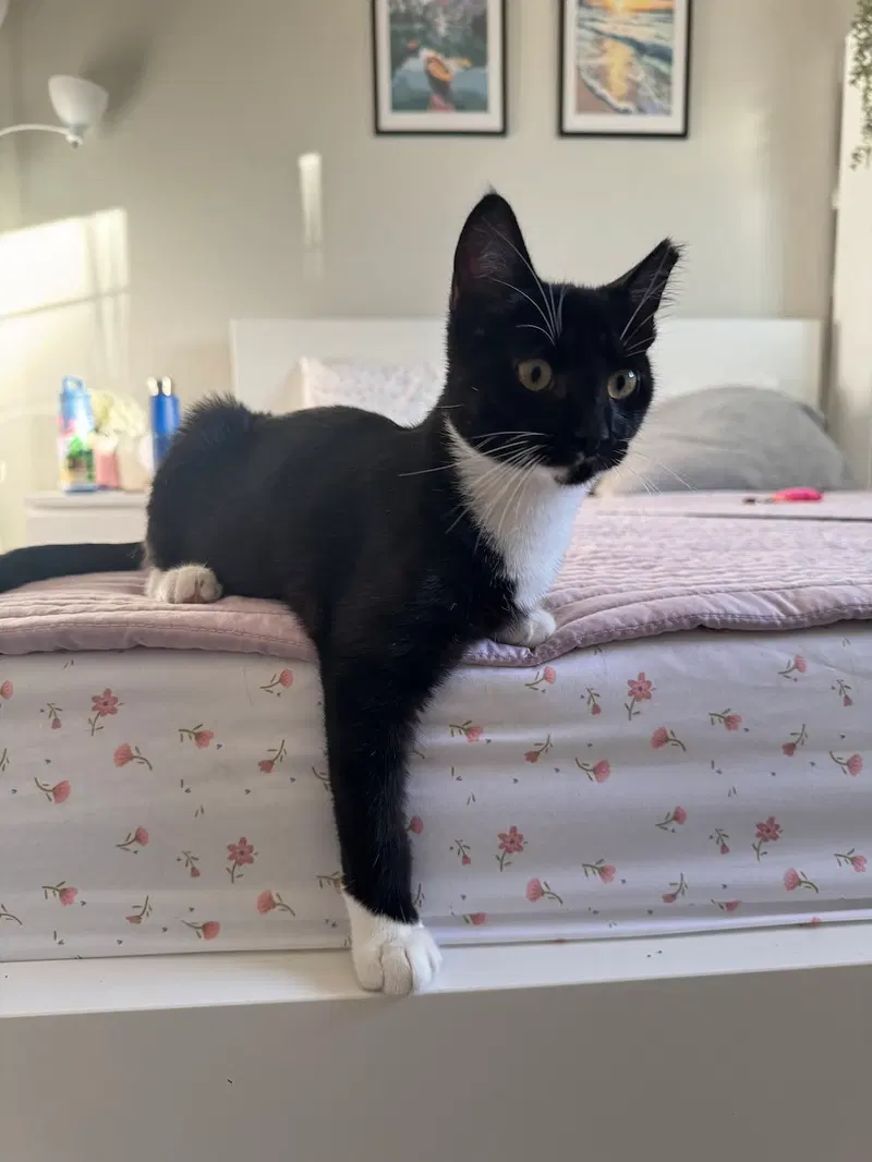 Birch, a male kitten up for adoption