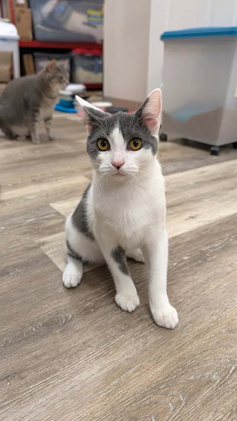 Howie, a young male cat up for adoption