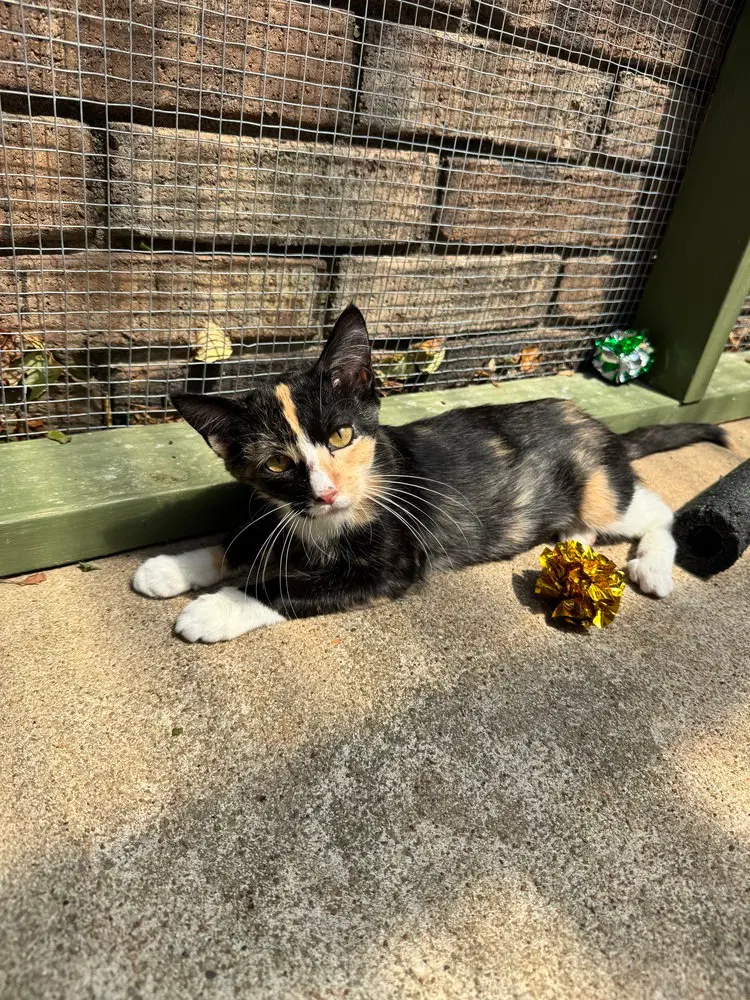 Phoebe, a female Calico kitten up for adoption