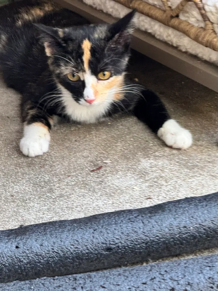 Phoebe, photo 2