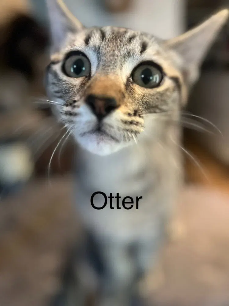 Otter, a male kitten up for adoption