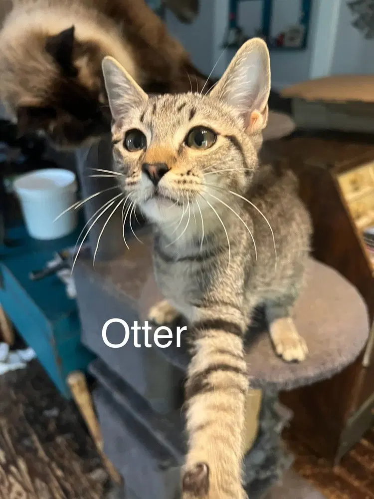 Otter, photo 2