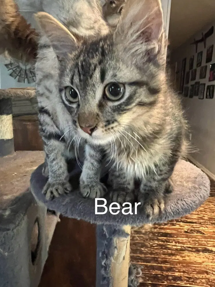 Bear, a male kitten up for adoption