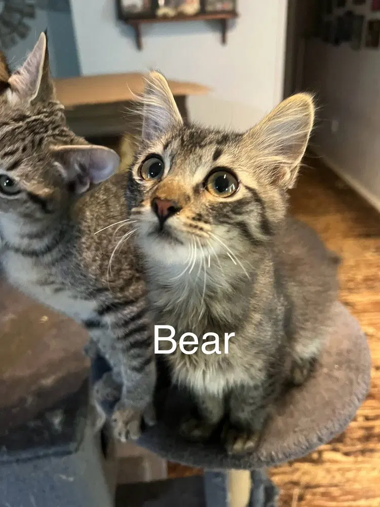 Bear, photo 2
