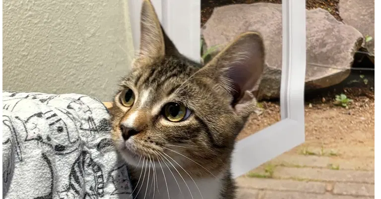 Turd Ferguson, a kitten up for adoption