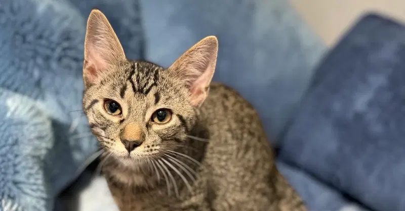 Inaba, a male kitten up for adoption