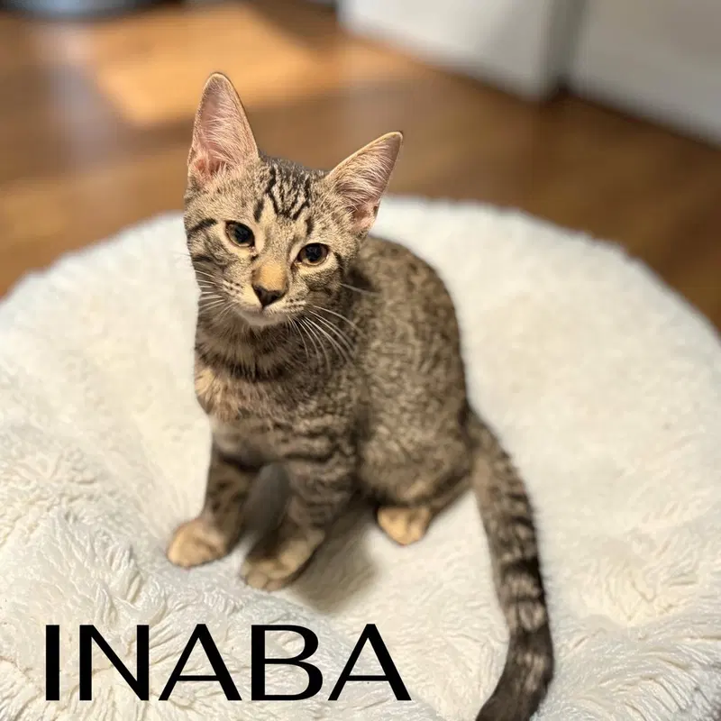 Inaba, photo 3