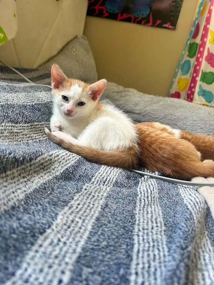 Stuart, a male kitten up for adoption