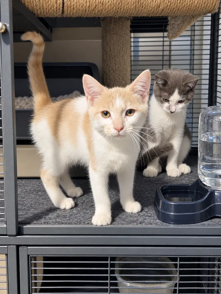 Shock, a young male cat up for adoption