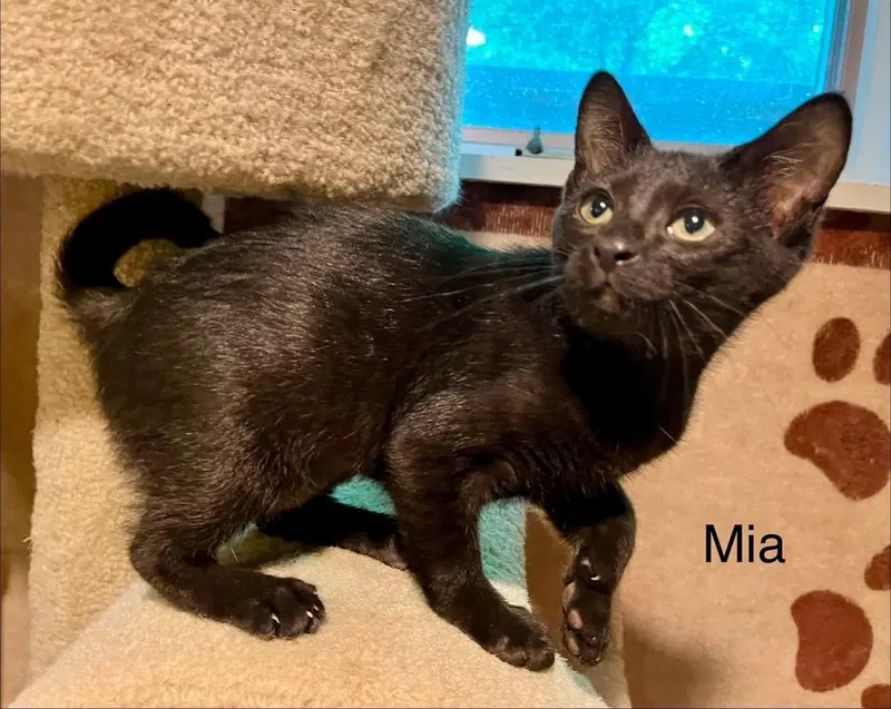 Mia, photo 2