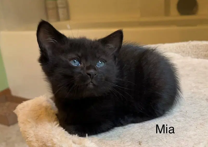 Mia, photo 3