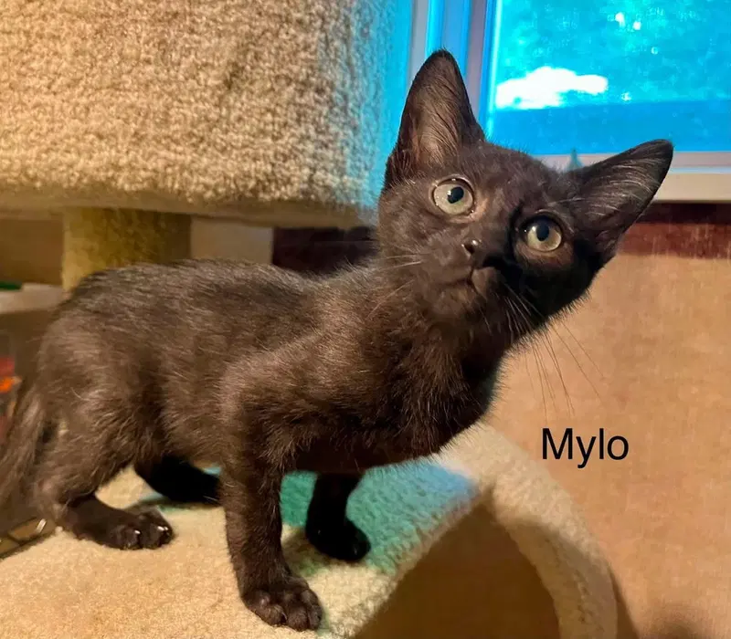 Mylo, photo 2