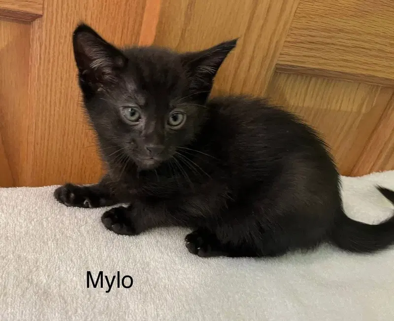Mylo, photo 4