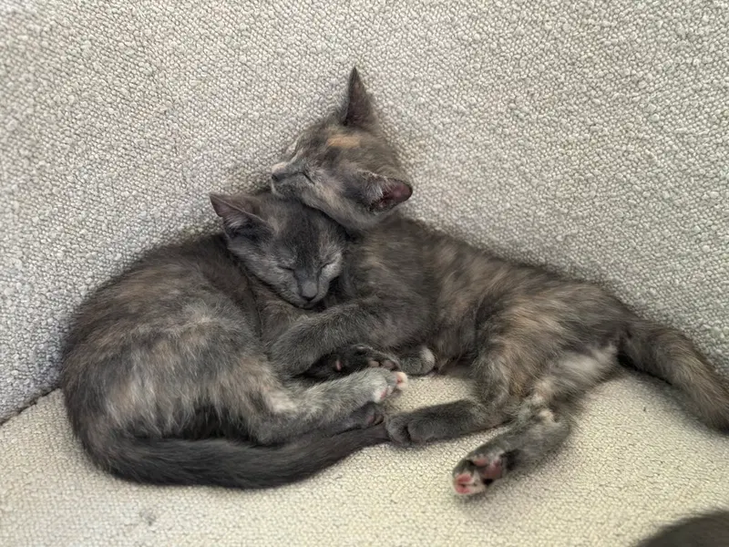 Maise and Molly, female Dilute Tortoiseshell kittens up for adoption