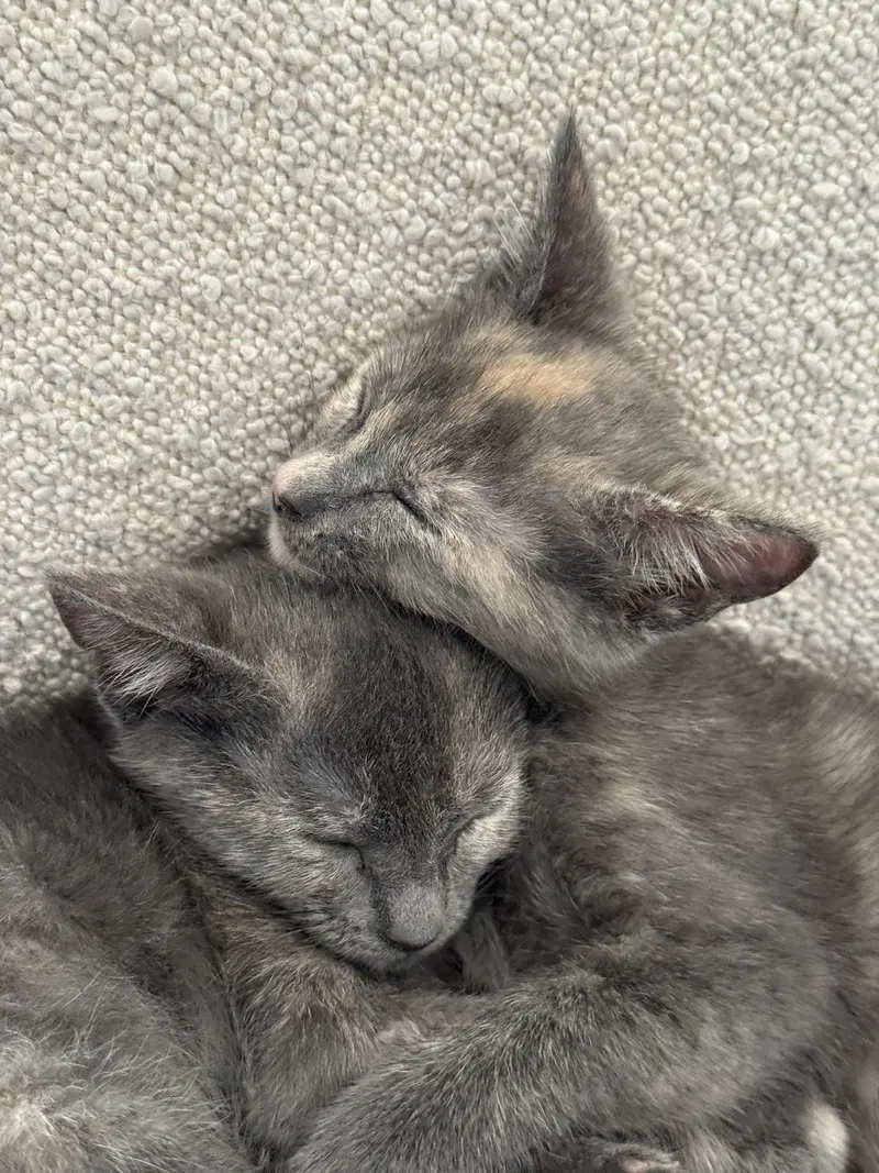Maise and Molly, photo 4