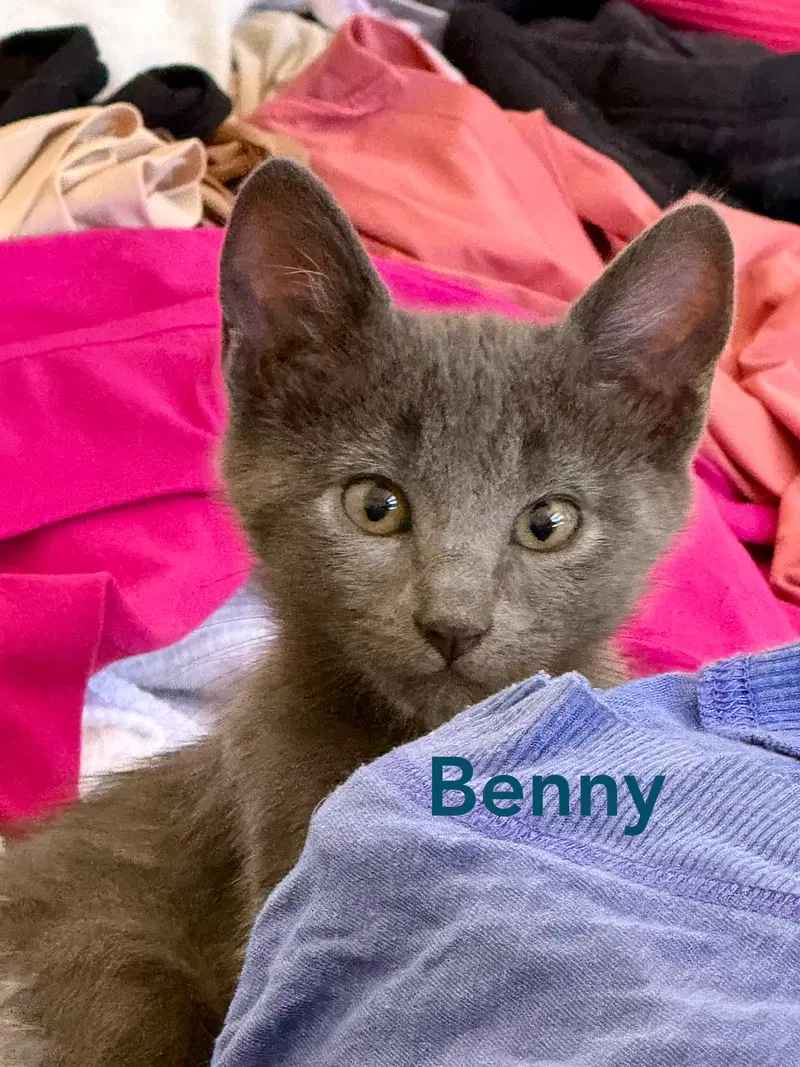Benny, a male Russian Blue kitten up for adoption