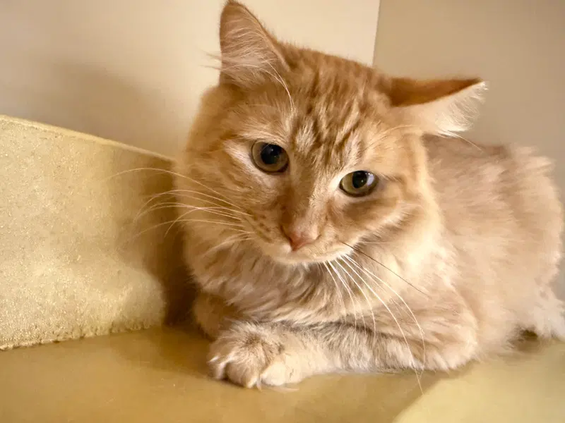 Iron, photo 4