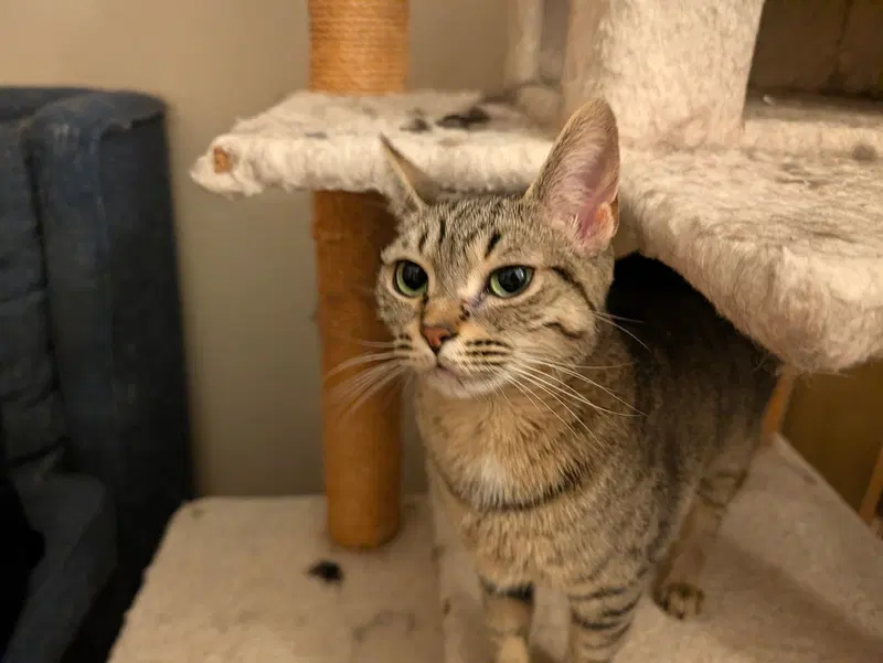 Mooshi, an adult female cat up for adoption