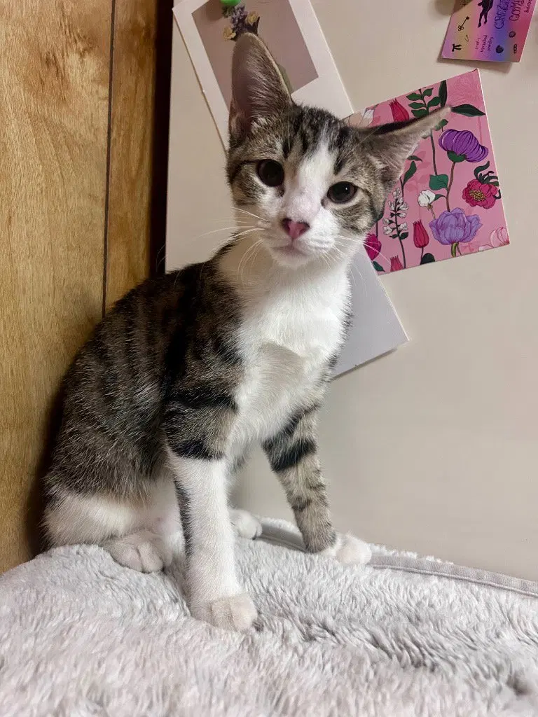 Oliver, a young male cat up for adoption