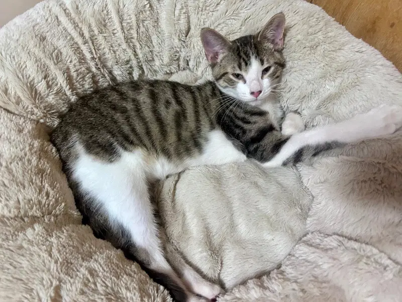 Oliver, photo 2