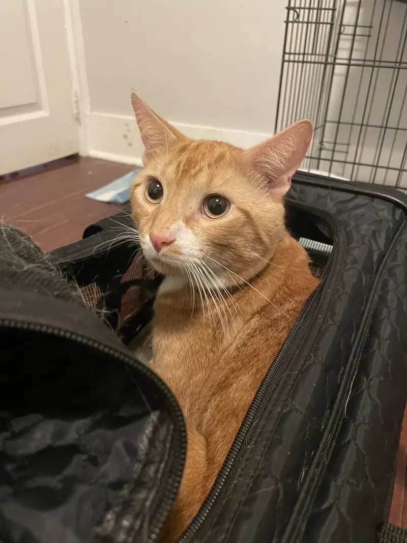 Garfield, photo 3