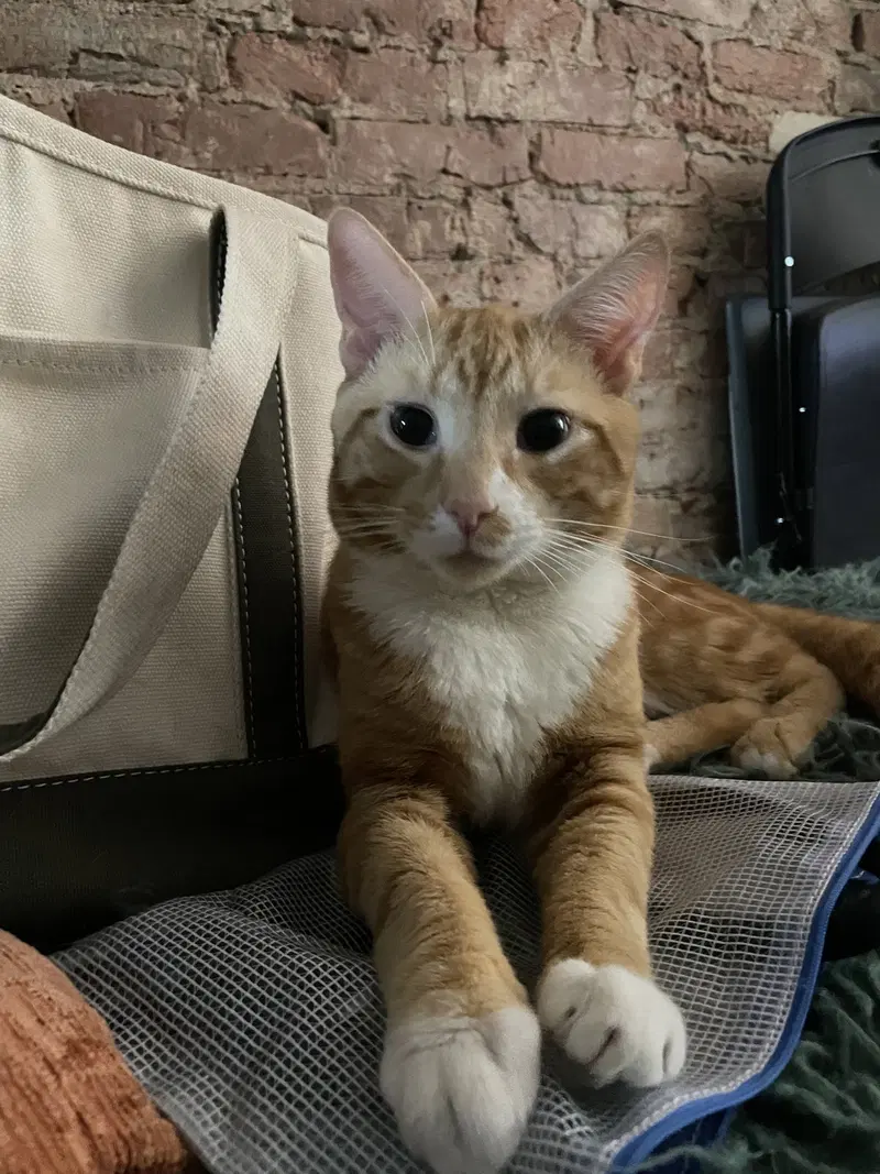 Garfield, an adult male cat up for adoption