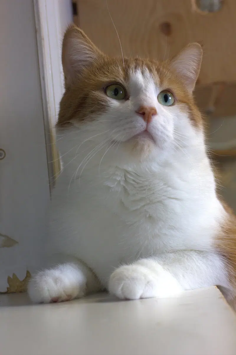 Léo, an adult male cat up for adoption