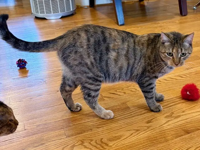 Sister Cat 1, photo 2