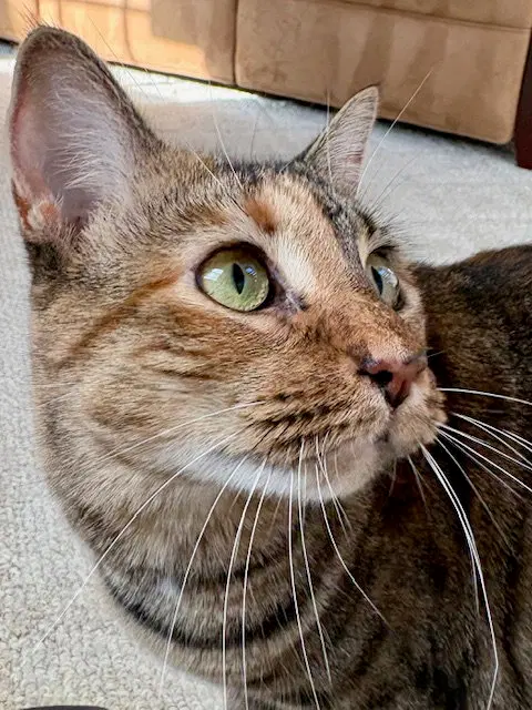 Sister Cat 1, photo 3