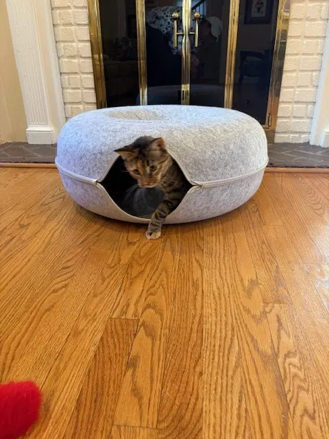Sister Cat 1, photo 4