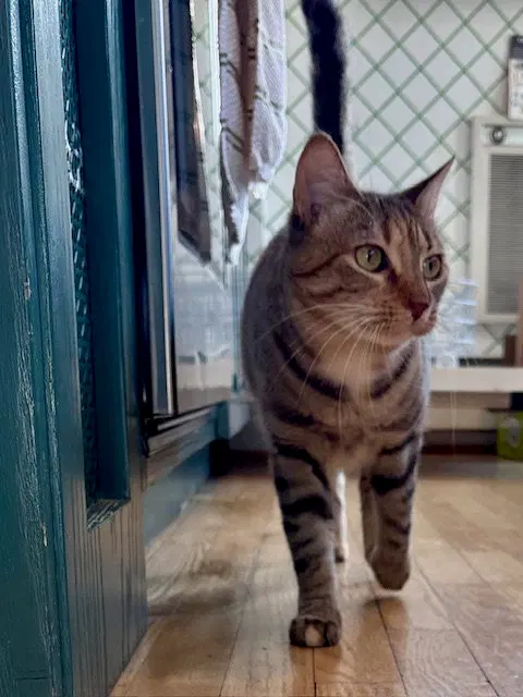 Sister Cat 2, a young female cat up for adoption