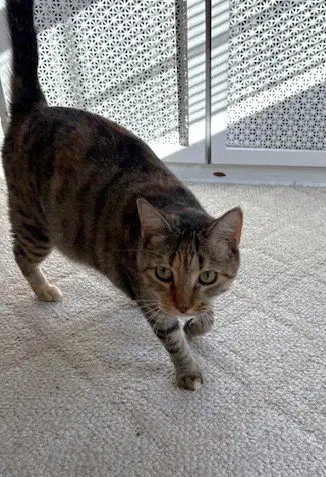 Sister Cat 2, photo 2