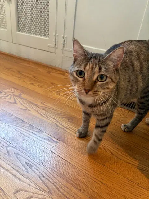 Sister Cat 2, photo 3