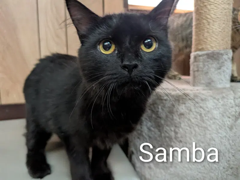 Samba 4.27.26, photo 3