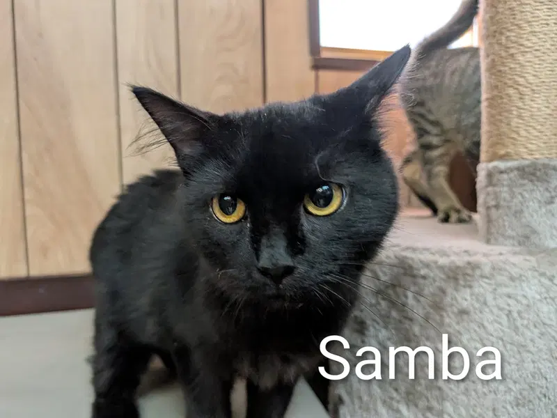 Samba 4.27.26, photo 4