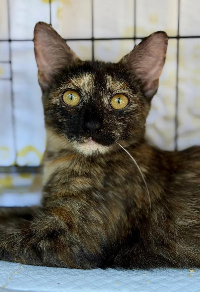 Bobbie, a female kitten up for adoption