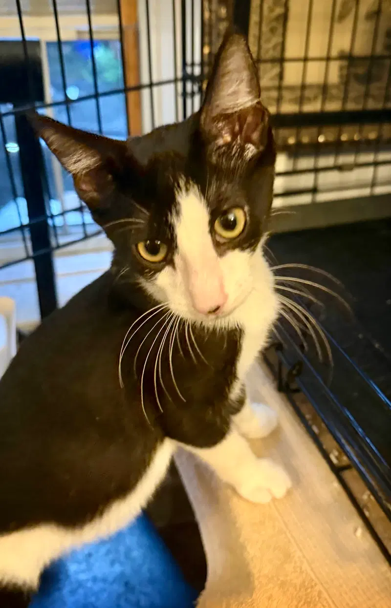 Gherkin, a male kitten up for adoption