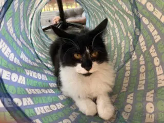 Kitten Ava, a young female Tuxedo cat up for adoption
