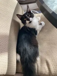 Kitten Ava, photo 2