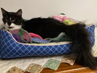 Kitten Ava, photo 3