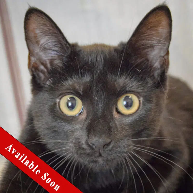 Maple, a female Bombay kitten up for adoption