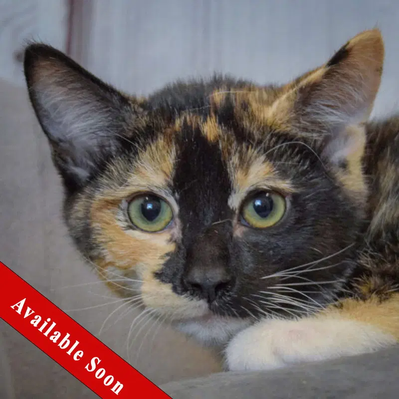 Minnie, a female Tortoiseshell kitten up for adoption