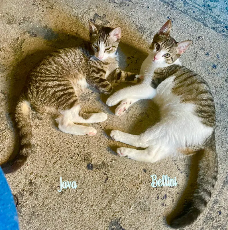 Java & Bellini, male kittens up for adoption