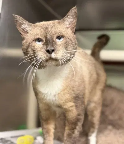 Hershey, an adult male Siamese cat up for adoption