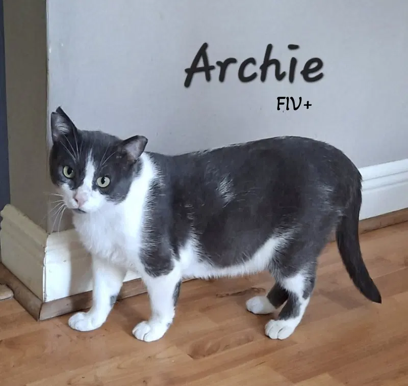 Archie, a young male Tuxedo cat up for adoption