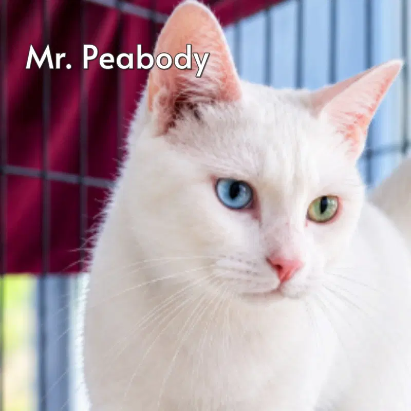 Mr Peabody, an adult male cat up for adoption