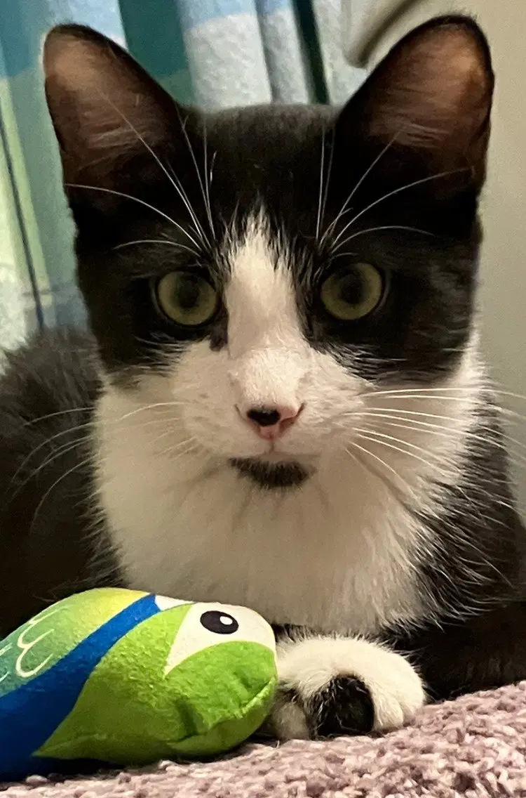 Benji, photo 10