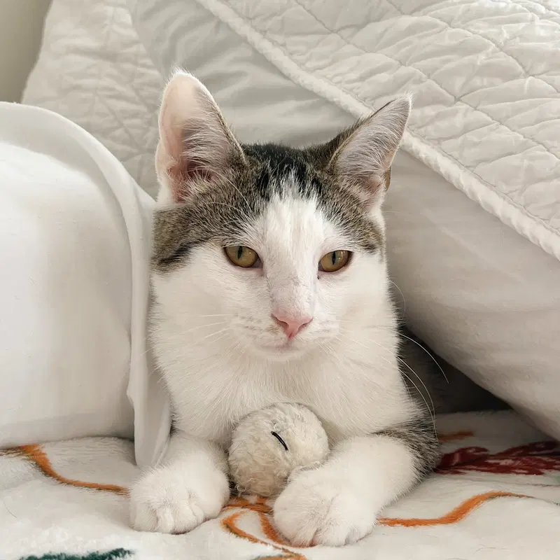 Boo, a male Tabby kitten up for adoption