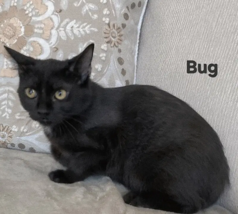 Kitten Bug, a female kitten up for adoption